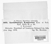 Lasiobotrys lonicerae image